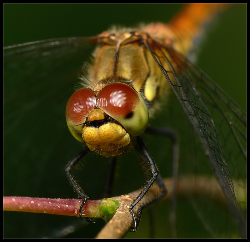 Szablak krwisty (Sympetrum sanguineum)