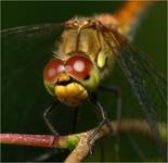 Szablak krwisty (Sympetrum sanguineum)