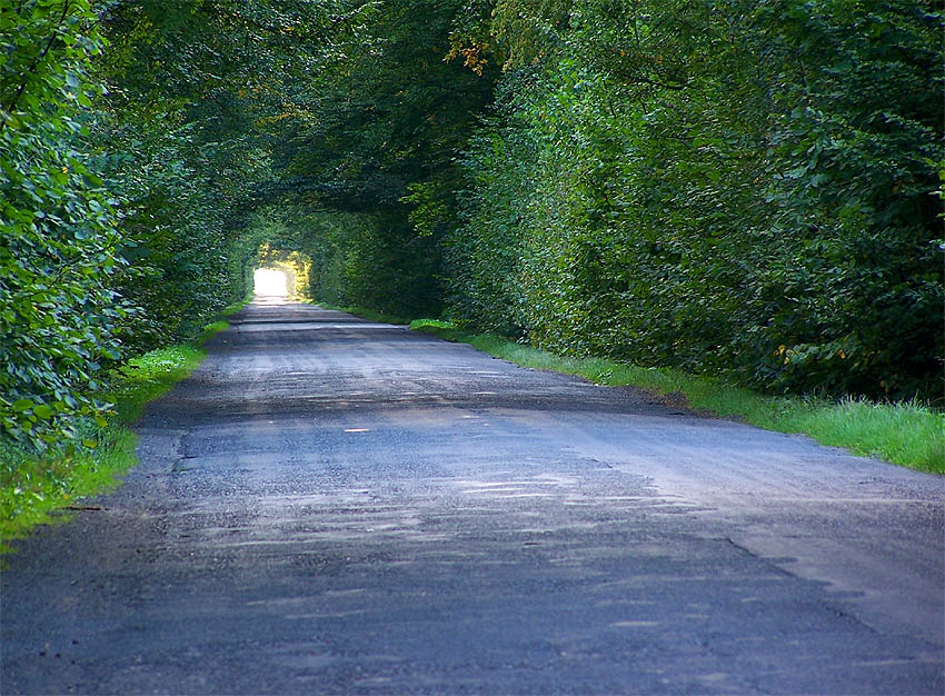 leśny tunel