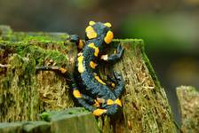 salamandra