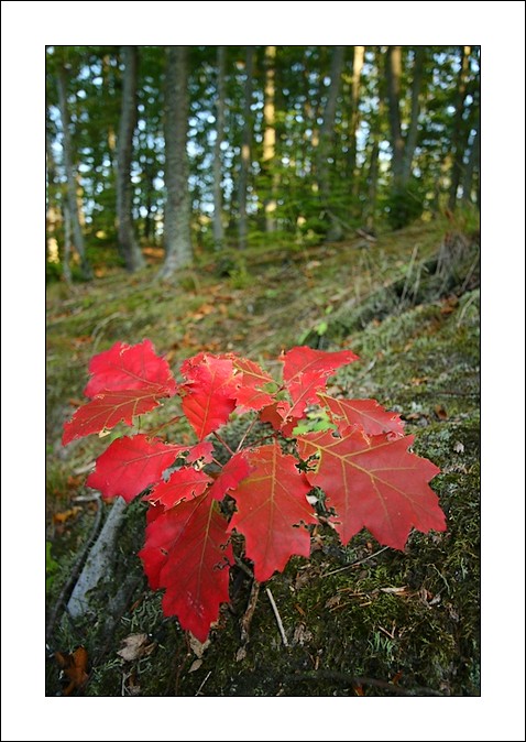 Red Autumn