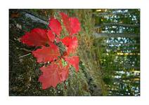 Red Autumn