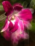 Orchidea ....