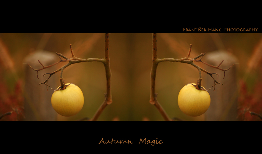 Autumn Magic