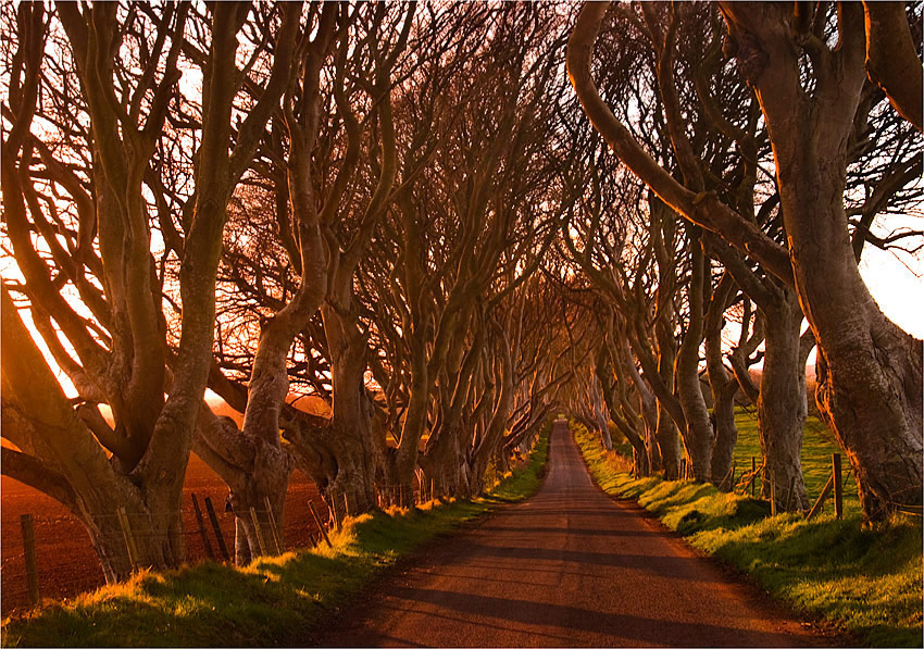 Dark Hedges