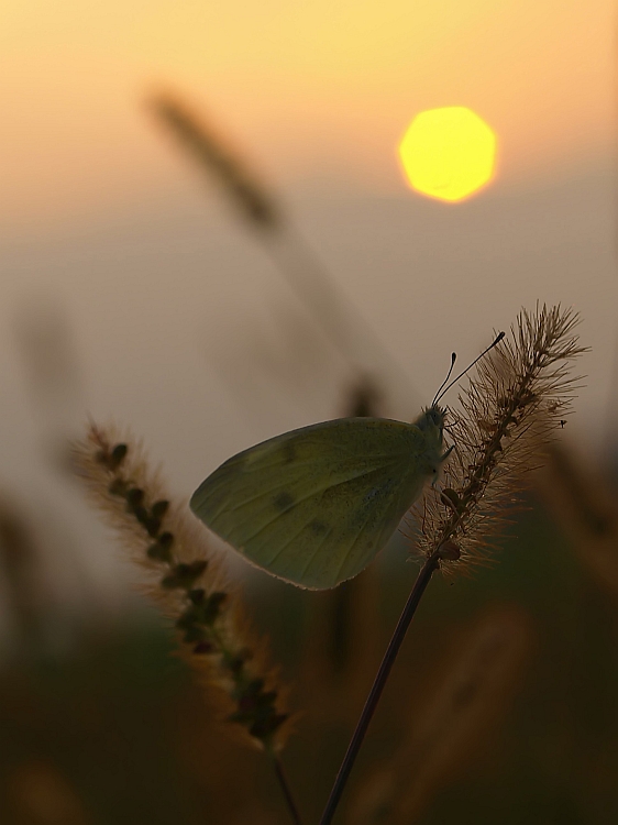 a motyli żal