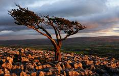 Ingleton- c.d.