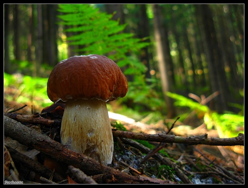 Boletus.