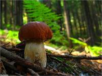 Boletus.