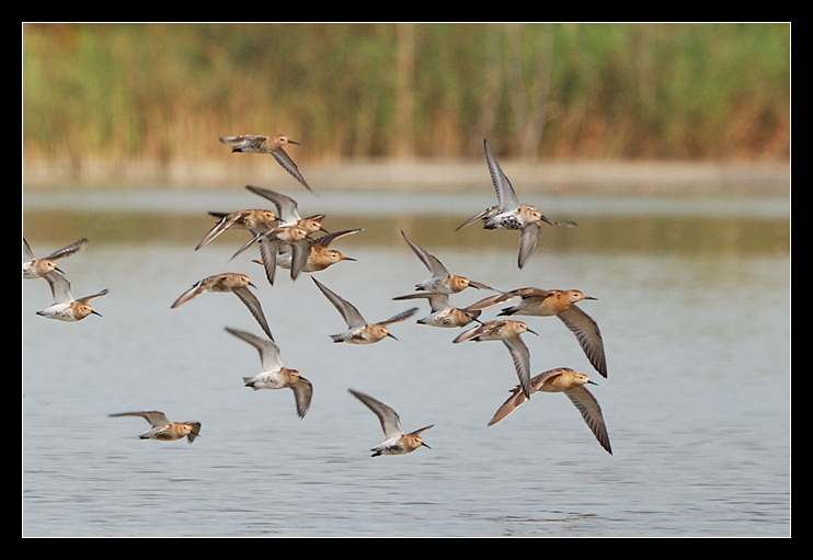 Calidris alpina