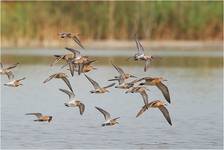 Calidris alpina