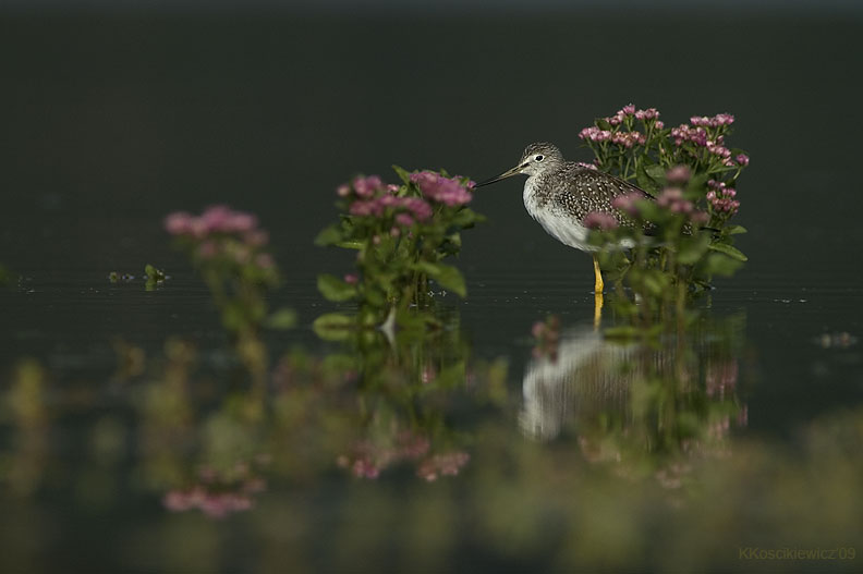 Yellowlegs