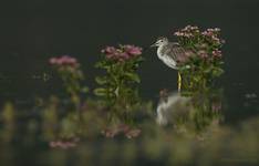 Yellowlegs