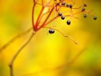 Sambucus nigra