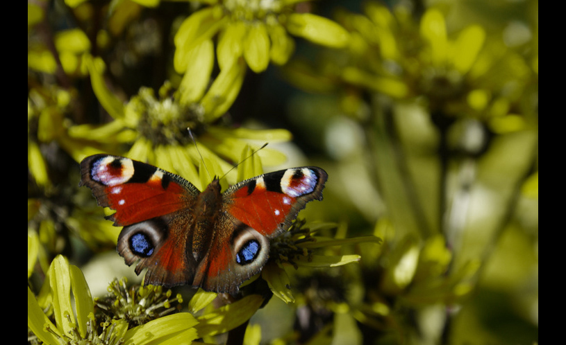 motyl (po lekkim liftingu)