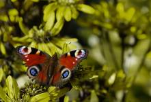 motyl (po lekkim liftingu)