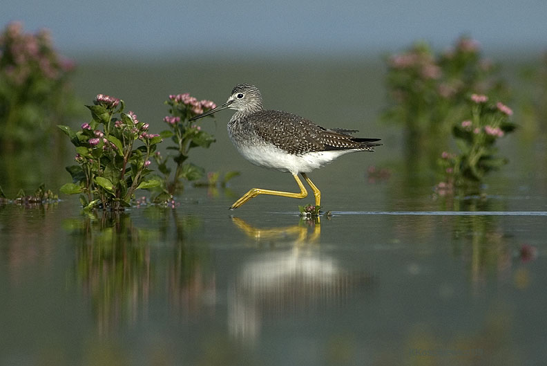 Yellowlegs