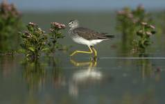 Yellowlegs