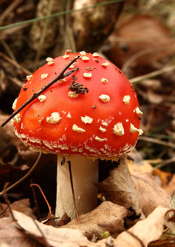 Muchomor czerwony (Amanita muscaria)