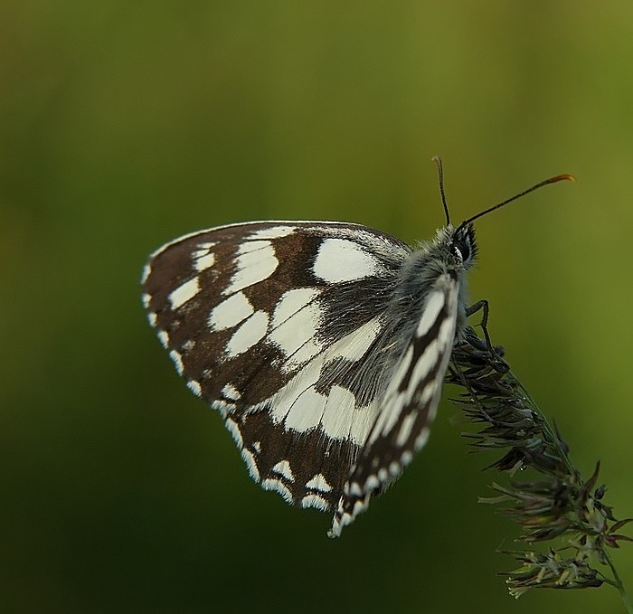 polowiec szachownica