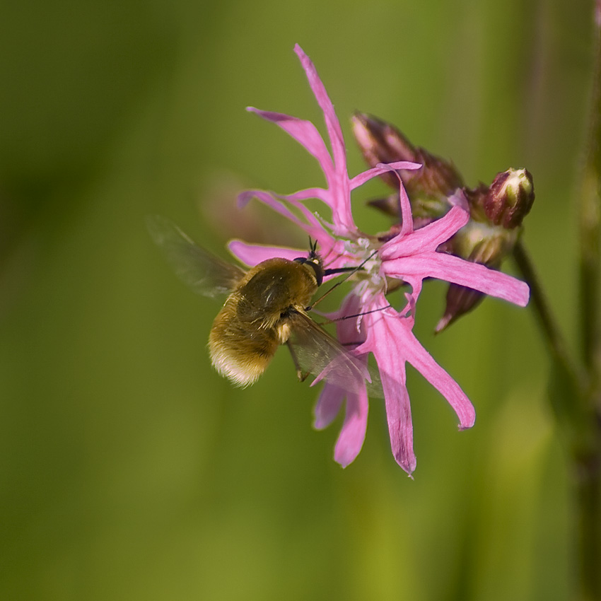 - Bujanka większa (Bombylius major) -