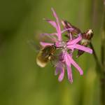 - Bujanka większa (Bombylius major) -