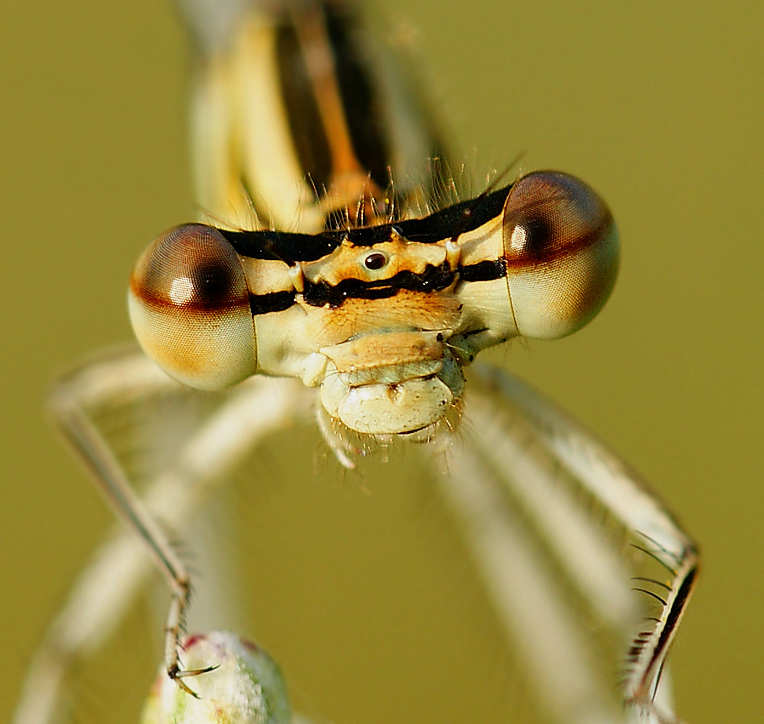 Straszka pospolita Sympecma fusca