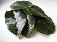 Kaffir lime