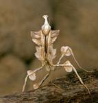 Idolomantis diabolica