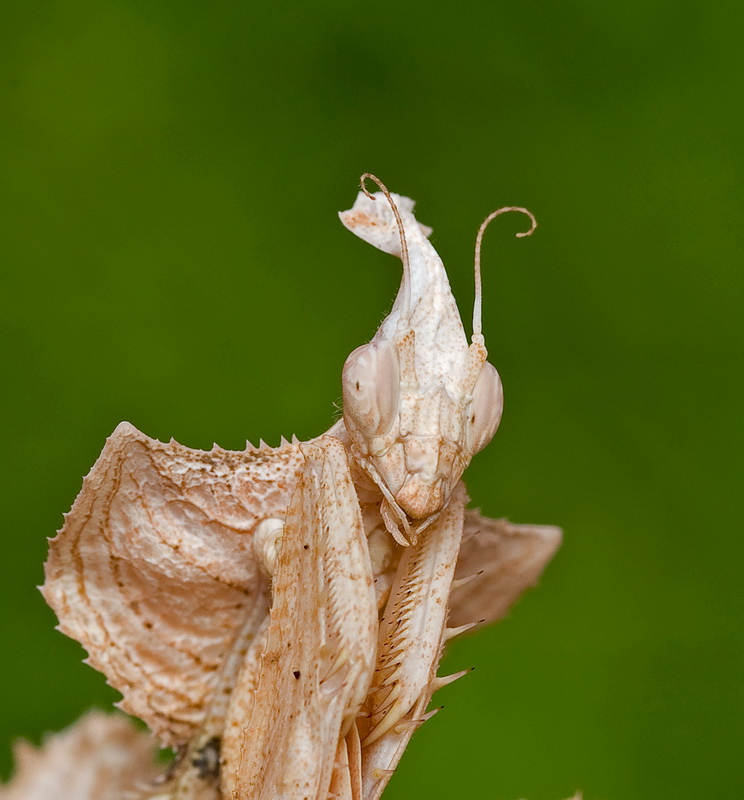 Idolomantis diabolica portretowo