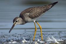 Yellowlegs