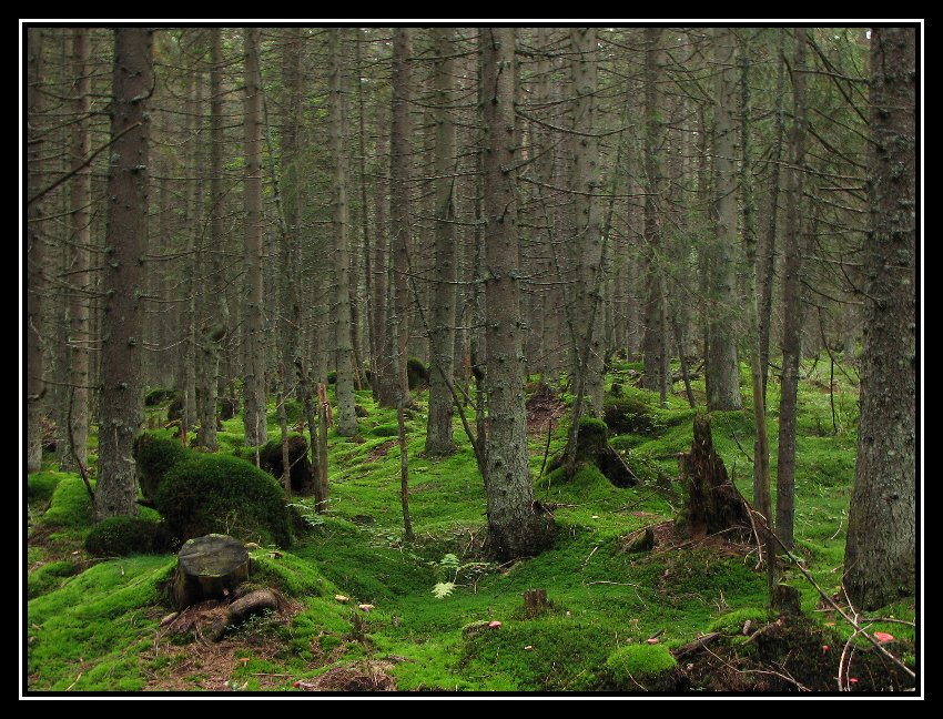 Tatry