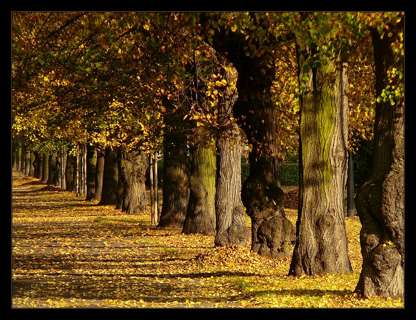 Barwy...pazdziernika...