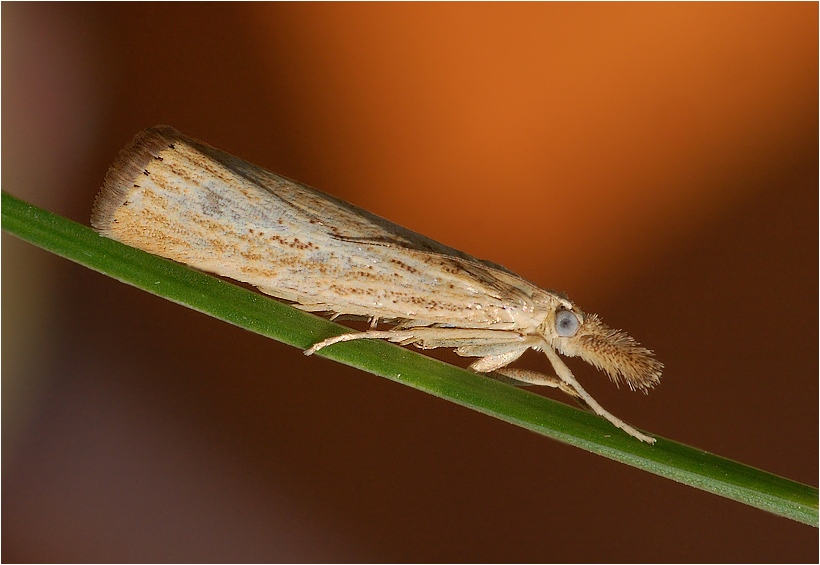 Pediasia lutella