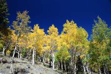 Jesien w Great Basin NP