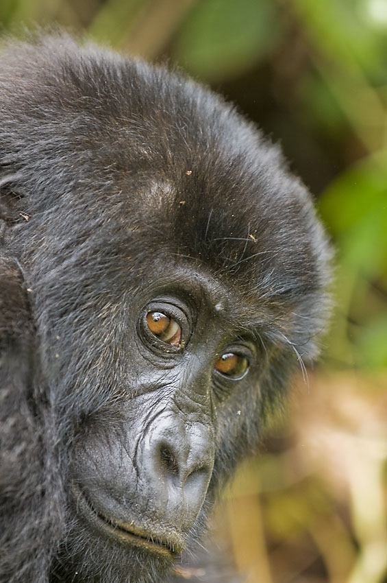 Gorilla gorilla graueri - goryl nizinny wschodni