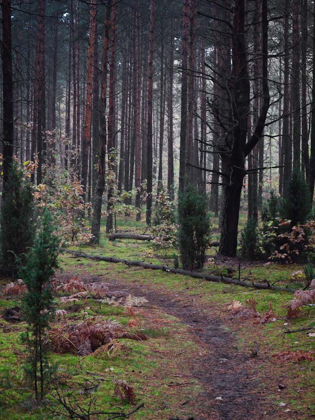 Był sobie las, a w lesie dróżka... (Puszcza Kampinoska)