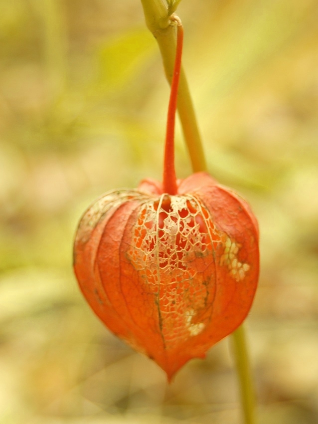 Autumn garden 2