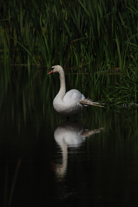 Łabędź