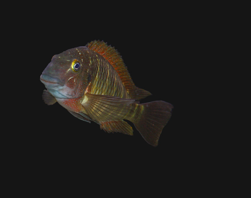 Tropheus Lufubu