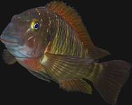 Tropheus Lufubu