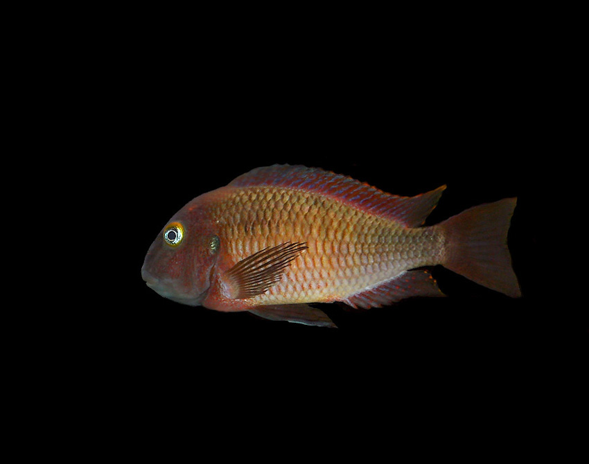 Tropheus Lufubu