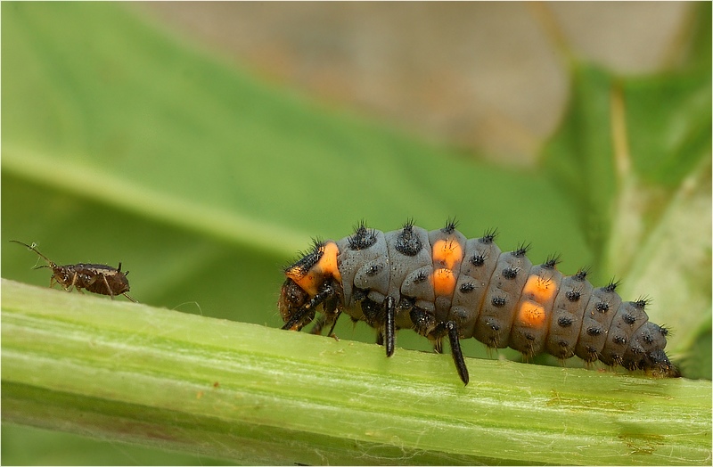 Larwa Biedronki