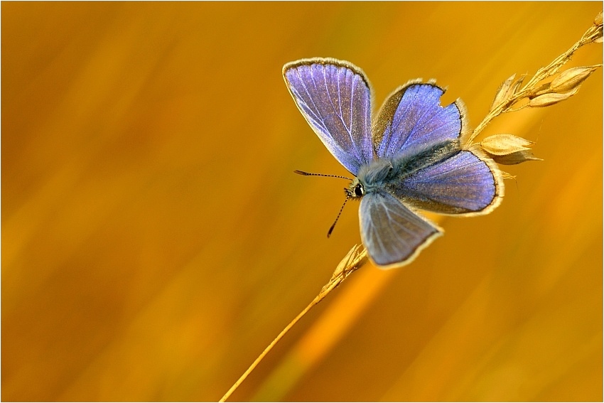 Jarek Pawlak