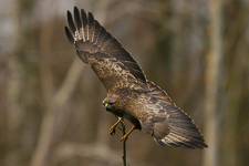 Myszołów zwyczajny Buteo buteo