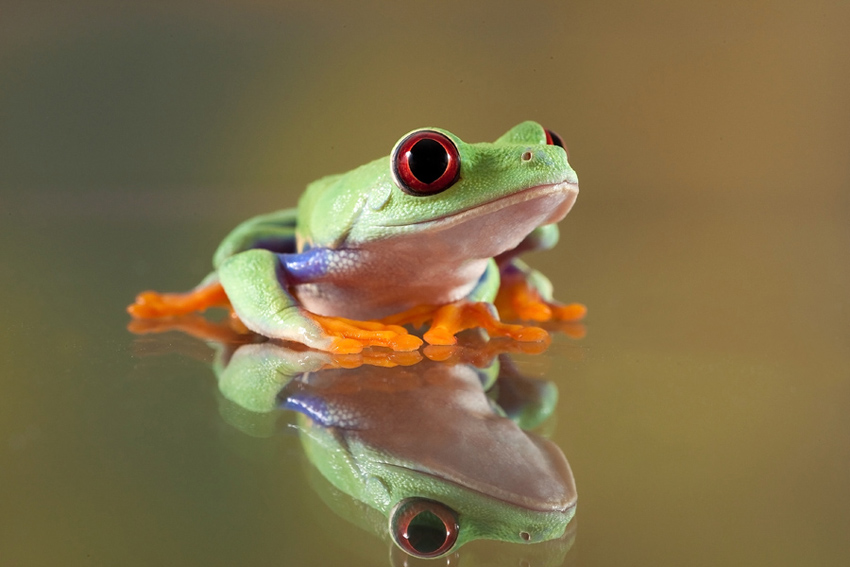 Agalychnis callidryas