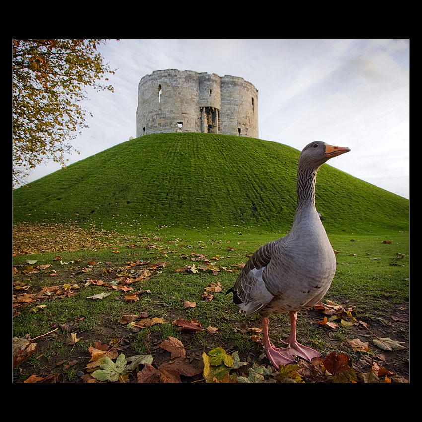 Head of Castle