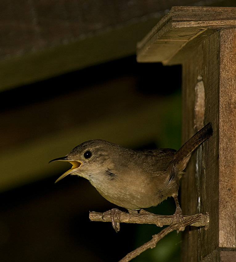 Strzyżyk śpiewny   (Troglodytes musculus)