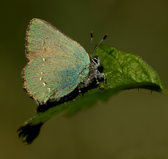 Zieleńczyk ostrężyniec