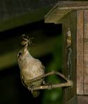 Strzyżyk śpiewny   (Troglodytes musculus) 2